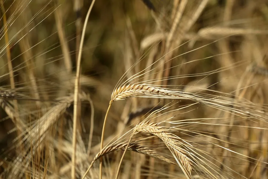 Early-season pest control in wheat: the key factor that protects tillering, plant density, and final yield