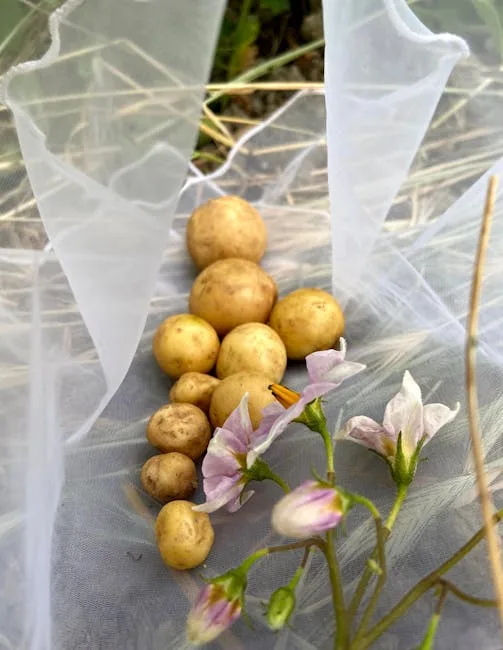 Effective Control of Potato Larvae: Chlorantraniliprole (Coragen®)