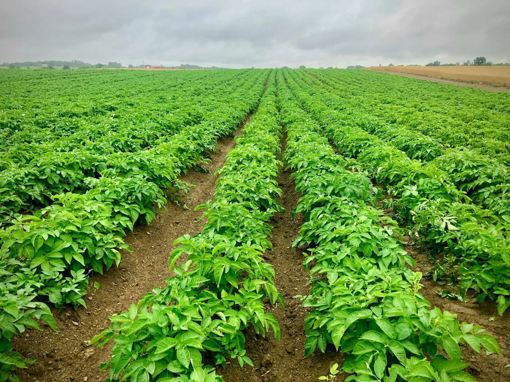 Potato lifecycle in Transylvania: from September to the August harvest